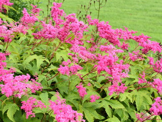 Purple maedowsweet Filipendula purpurea flowering in a garden