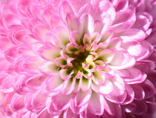 Extreme closeup on pink chrysanthemum flower