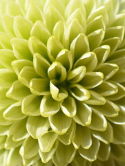 Extreme closeup on green chrysanthemum flower