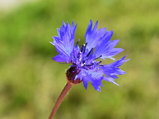 Corn flower Centaurea cyanus closeup on green background