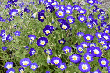 Dwarf morning-glory Convolvulus tricolor blue flowers