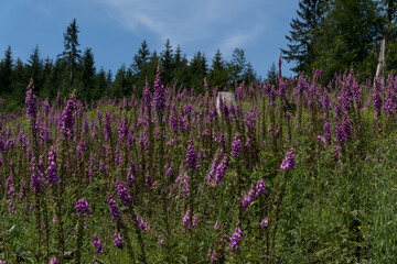 Digitalis flower near the forest in the area Rothaargebirge