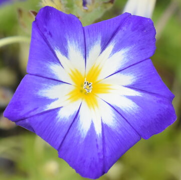 Closeup on dwarf morning-glory Convolvulus tricolor blue flower