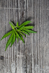 hemp leaves on natural wooden background