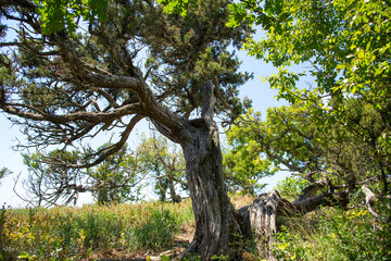 Fototapeta premium Nature reserve Mali Utrish, sunny summer day