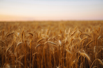 Gold wheat field. Autumn harvest.