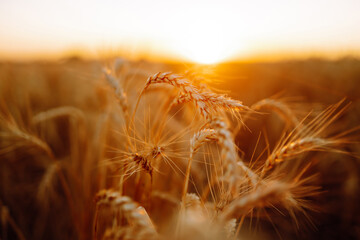 Backdrop of ripening ears of yellow wheat field on the sunset. Autumn harvest.