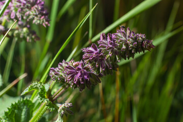 Salvia verticillata - purple flowers in the medicinal and herbal garden. Growing your own vegetables and herbs is a good way to support enviroment and your diet