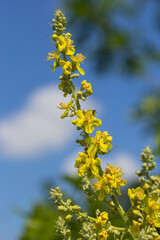 Mullein Verbascum in a natural environment of growth. Plant is highly valued in herbal medicine, it is used in the form of infusions, decoctions, ointments, oils