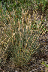 Anthoxanthum odoratum Poaceae family plant in spring at flowering time, selective focus