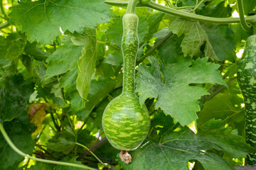 Cabaças da variedade cobra (cucurbita lagenaria) com um pescoço longo, frutas ornamentais...