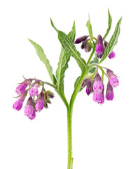Comfrey bush with flowers, isolated on white background. Symphytum officinale plant. Herbal medicine. Clipping path. - obrazy, fototapety, plakaty