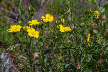 Beautiful bright yellow flowers of golden flax. Mountain flowers background. Golden flax, yellow flax, Linum flavum, Linum tauricum