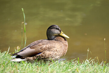 Mallard duck resting on lake coast in summer. Female duck sitting on a grass near the water