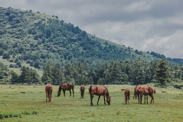 Fototapeta na wymiar South Korean horses on the field. Saturday, August 6, 2022. jeju island, korea