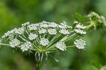 Fototapeta premium Flowering black cumin, Bunium bulbocastanum in the natural environment on a green background