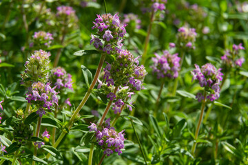 Fresh, blooming pink thyme in green grass. Wild Thymus serpyllum plants in field. Breckland wild thyme purple flowers in summer meadow