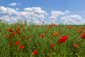 Common names for Papaver rhoeas include corn poppy, corn rose, field, Flanders, red or common poppy