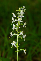 Lesser Butterfly-orchid - Platanthera bifolia, beautiful white flowering plant from European meadows and marshes