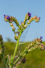 Anchusa officinalis, commonly known as the common bugloss or alkanet with green background