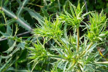 field eryngo or eryngium campestre. Cardo corredor. Plant member of the Apiaceae family.