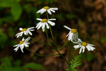 Flowering. Chamomile. Blooming chamomile field, Chamomile flowers on a meadow in summer, Selective focus
