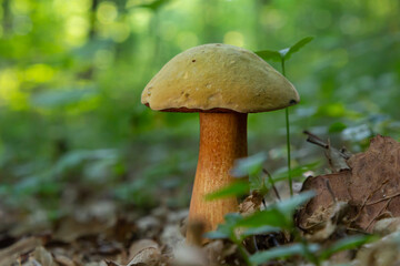 Suillellus luridus, formerly Boletus luridus, commonly known as the lurid bolete with forest trees in the background