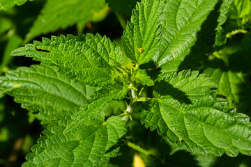 Fototapeta na wymiar Stinging nettles Urtica dioica in the garden. Green leaves with serrated edges