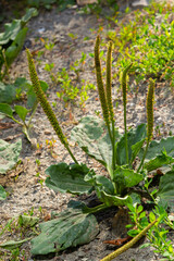 Fototapeta na wymiar In summer, plantain is large, Plantago major, Plantago borysthenica, grows in the wild