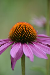Blumen-Pflanze-Natur-Nahaufnahme