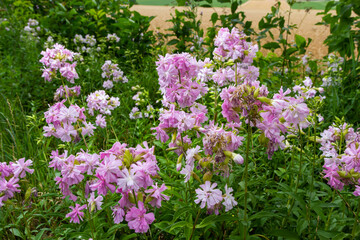 Saponaria officinalis white flowers in summer garden. Common soapwort, bouncing-bet, crow soap, wild sweet William plant