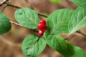 Festive Holiday Honeysuckle Branch with Red Berries Lonicera xylosteum