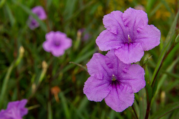 purple flower garden,  purple flowers for background.