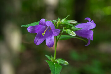 Campanula trachelium blossoms on dark background. Summer forest