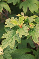 green leaves of a tree