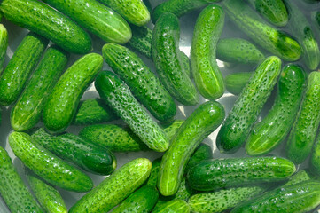 Ripe green cucumbers in water. Seasonal preparations.