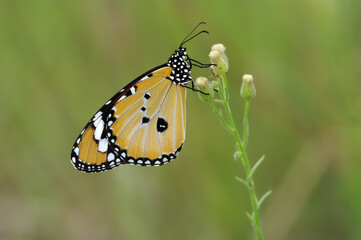 Fototapeta na wymiar Danaus chrysippus, known as the plain tiger, African queen, or African monarch, is a medium-sized butterfly widespread in Asia, Australia and Africa. It belongs to the Danainae subfamily.