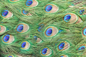 Bright colorful peacock feathers in a pattern.