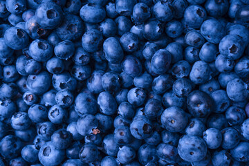 Fresh blueberry background. Texture blueberry berries close up.