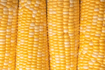 Yellow corn isolated on white background. Copyspace.