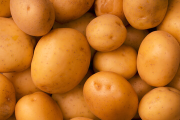 A group of fresh tasty potato as  background.