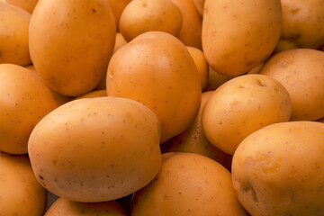 A group of fresh tasty potato as  background.