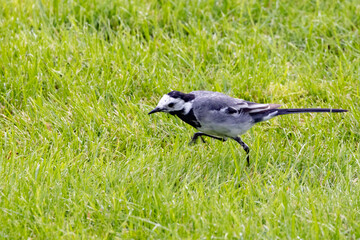 Linerle - vippestjert or Motacilla alba is a bird that nests in large parts of Europe and Asia, and parts of North Africa,Helgeland,Nordland county,scandinavia,Europe