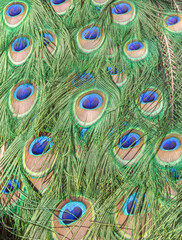 Bright colorful peacock feathers in a pattern.