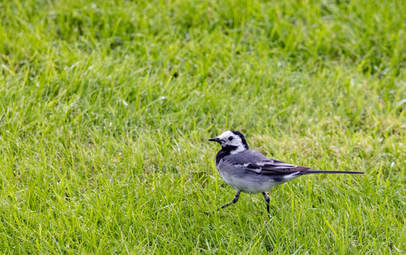 Linerle - vippestjert or Motacilla alba is a bird that nests in large parts of Europe and Asia, and parts of North Africa,Helgeland,Nordland county,scandinavia,Europe