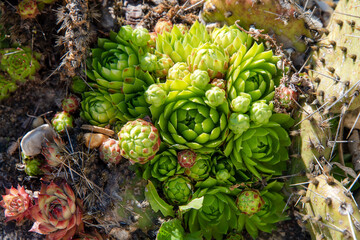 Succulents growing on rocks. Desert garden with succulents. Closeup of cacti growing between rocks on a mountain. Indigenous South African plants in nature. Modern gardening, cactus close up