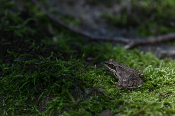 frog on the grass