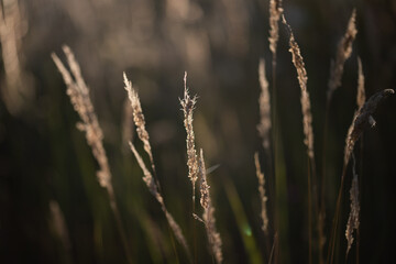 Obraz premium wild flowers on the field