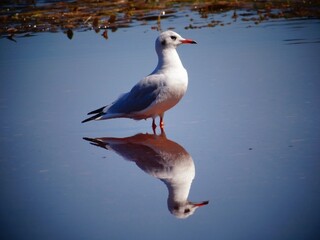 Mouette reflet 