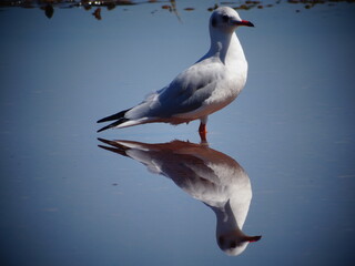 Mouette 